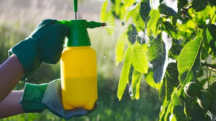 Здорові рослини на полі після обробки ефективним фунгіцидом