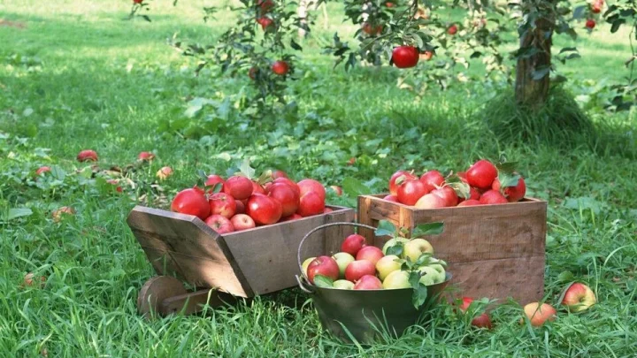 Весняно-осіння обробка рослин для здорового і щедрого врожаю